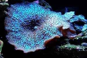 Mushroom coral