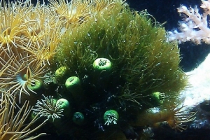 Hair algae growing amongst yellow polyps