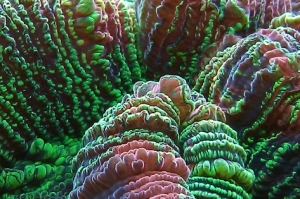 Crazy closeup of a brain coral.
