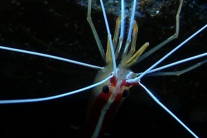 Closeup of Cleaner Shrimp(2)