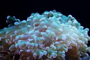 Frogspawn coral