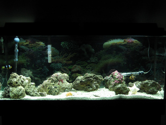 January 2009, starting out this 55gallon with about 30lbs of live rock and a few fish.