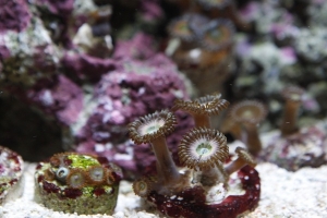 Fruit Loops, Vivid Aquarium palys