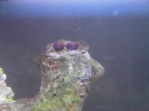 New Mushrooms