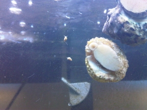 Baby Snails