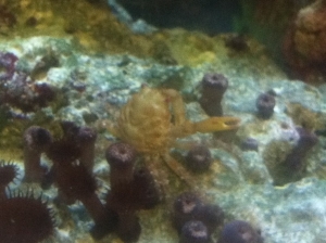 crab