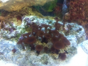 openpolyp