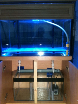 Filling the Display Tank for the first time