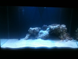 First AquaScape I came up with. Not enough LR so this will soon be modified to incorporate more LR.