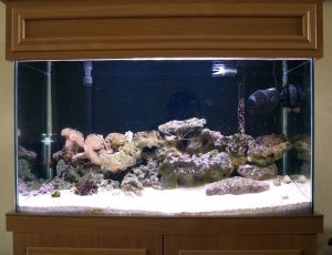 AquaScape 4, This is my latest rock creation