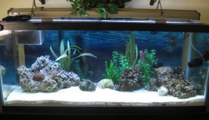 75 gal FOWLR.