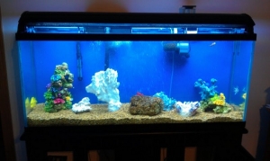 The old 55 gallon...Simple seaclone 100, hang on back filter and t-5 light