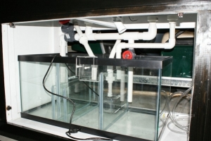 40 Gallon breader:  Sump/refugium, eheim 1262 return pump, Herbie system, 1 1/2 drain:split to one inch fuge, dual one inch emergency drains