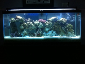 Was able to get a bunch of live rock, 2 clowns, and a dotty back to the tank.
