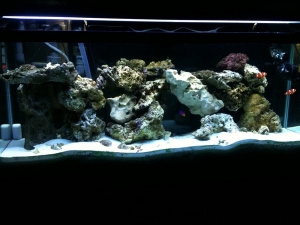 Just re-aquascaped getting ready for a new light fixture, and corals!