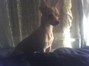My Lovely Lacey, the spoiled princess
