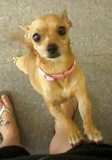 She just got her E collar and cast off (she broke her jaw poor baby) so she was very happy!