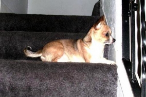 My precious Bo, my furry little angel!