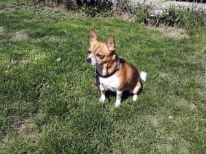 Boregard enjoying the summer sunshine