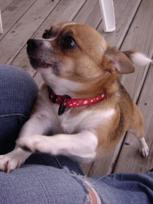 Bo begging mommy to take him to the beach! He loves going to the OBX with us!