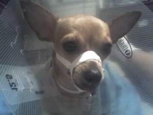 Poor Lacey after we got back from the ER vet when she broke her jaw...she was so drugged up! that was a long 6 weeks!