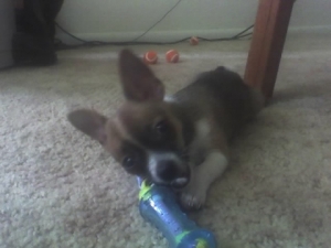 Bo as a little puppy...hes an old man now! (