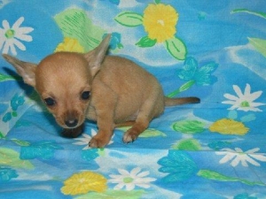 Lacey as a pup at the breeders, i had her shipped from kentucky because theres only backyard breeders and puppy mills around here!