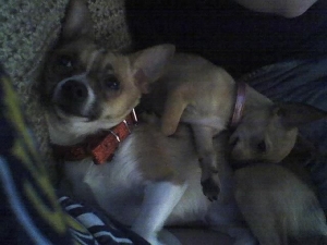 Bo took a few days to get used to his new baby sister...now they are inseperable!