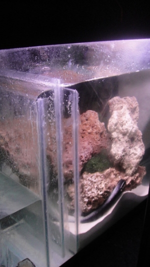 Sump Rock