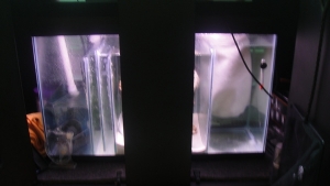 Sump