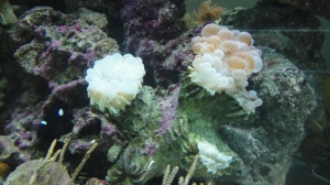 BubbleBob (Bubble Coral)