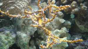Gorgonian