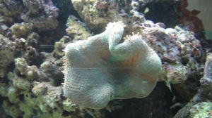 Leatherneck (Leather Coral)