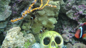 Maroon Clowns
