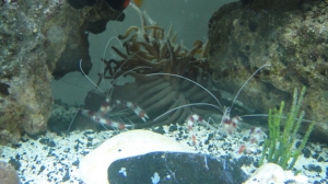 Tweedledee & Tweedledum (Coralshrimp-2)