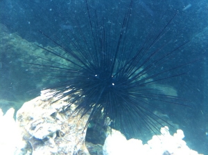 DeathStar (Large Sea Urchin)