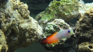 Firefly (Fire Tailed Goby)