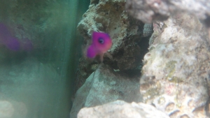 Lola (Strawberry Psuedalchromis)