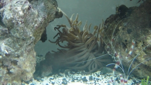 Long Tentacle Anenime