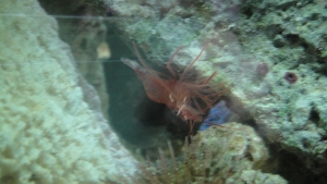 Pepprmint Shrimp- 4