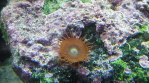 Polyp- Just a single guy growing off my live rock