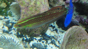Sherbert (Christmas Wrasse)