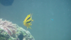 Speed Racer (Bi Colored Chromis)
