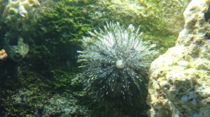 Urchin