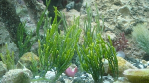 Plants- Halimeda- 2