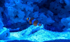 IMAG0084
