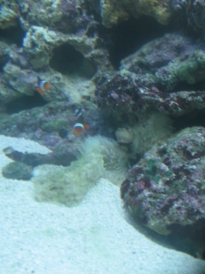 http://i1187.photobucket.com/albums/z393/xpand1/IMG_0264.jpg