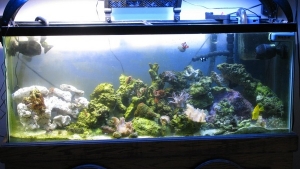 After I added some more live rock and cooling fans, 500 watt M.H put off tons of heat!