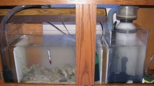 Fuge' when it was first set up, I scrapped the ehiem internal filter for a UV unit that is working well!