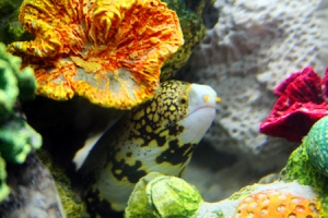 My snowflake eel Skully... She is over two feet long and quit happy :)